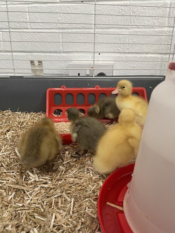 Image of Early Years Ducklings 